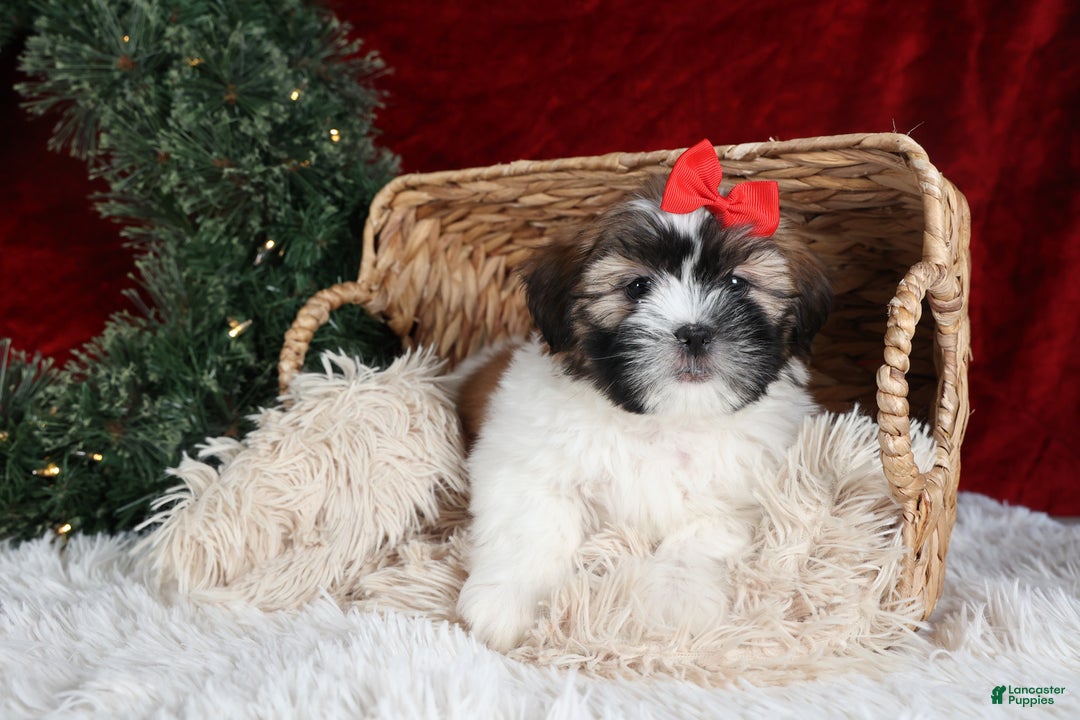Shih Tzu dogs for sale: Joey - Ad 7
