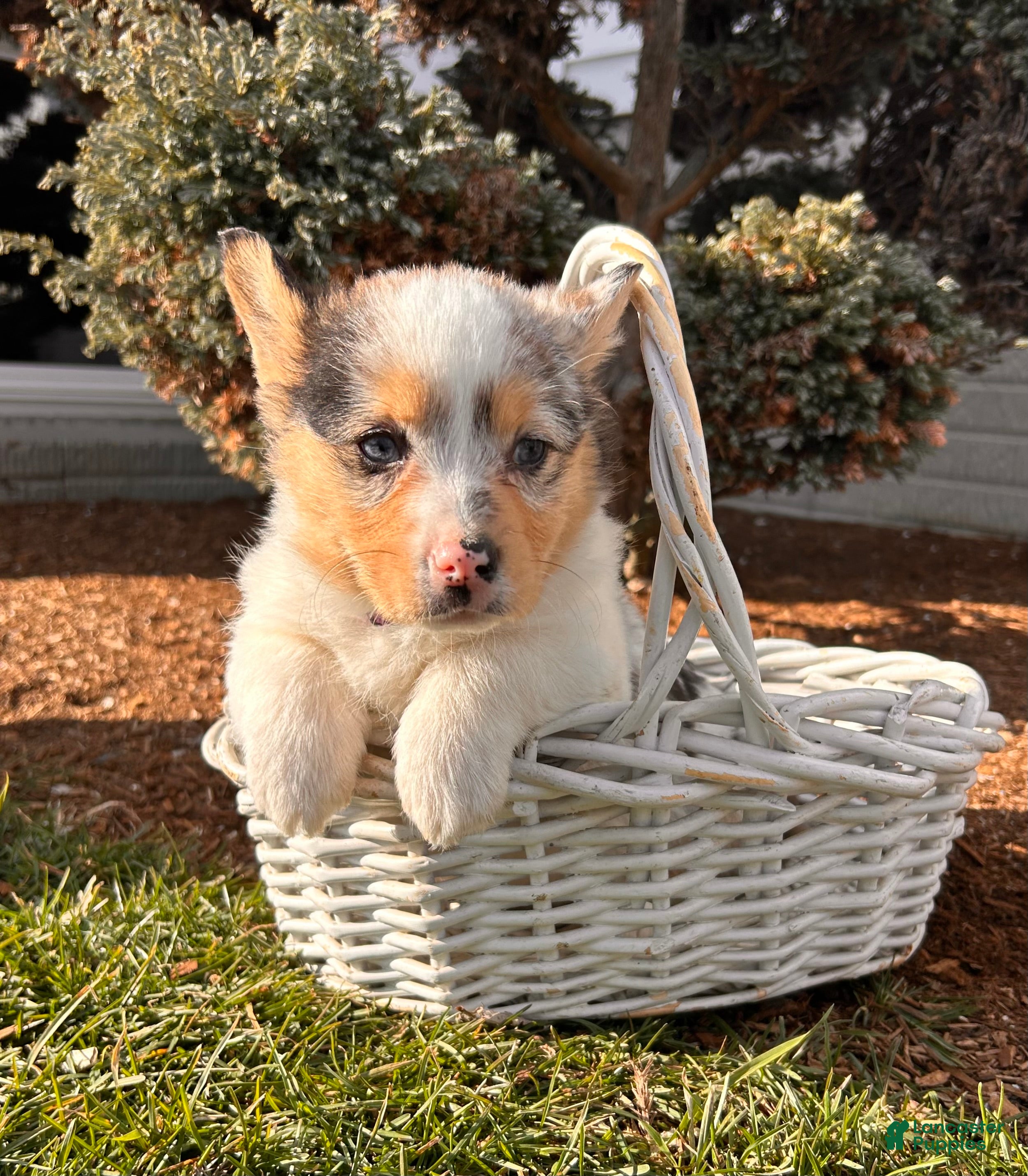 Welsh Corgi Pembroke dogs Dixie - Ad 1