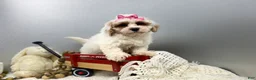 Maltipoo dogs for sale: SuAnn - Ad 4