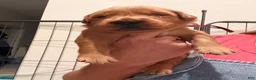 Golden Retriever dogs for sale: Golden Blue Olie - Ad 6