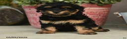Havapoo dogs for sale: Simon - Ad 4