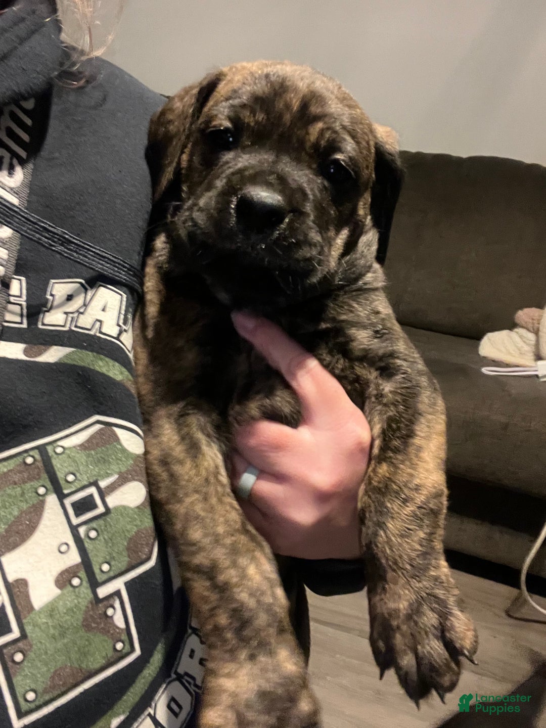 Mixed Breed dogs for sale: Mixed Breed Puppy 5 - Ad 1