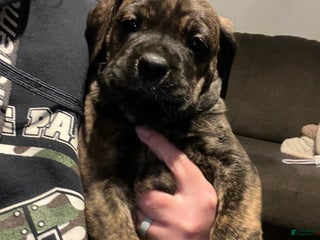 Mixed Breed dogs Mixed Breed Puppy 5 - Ad 28