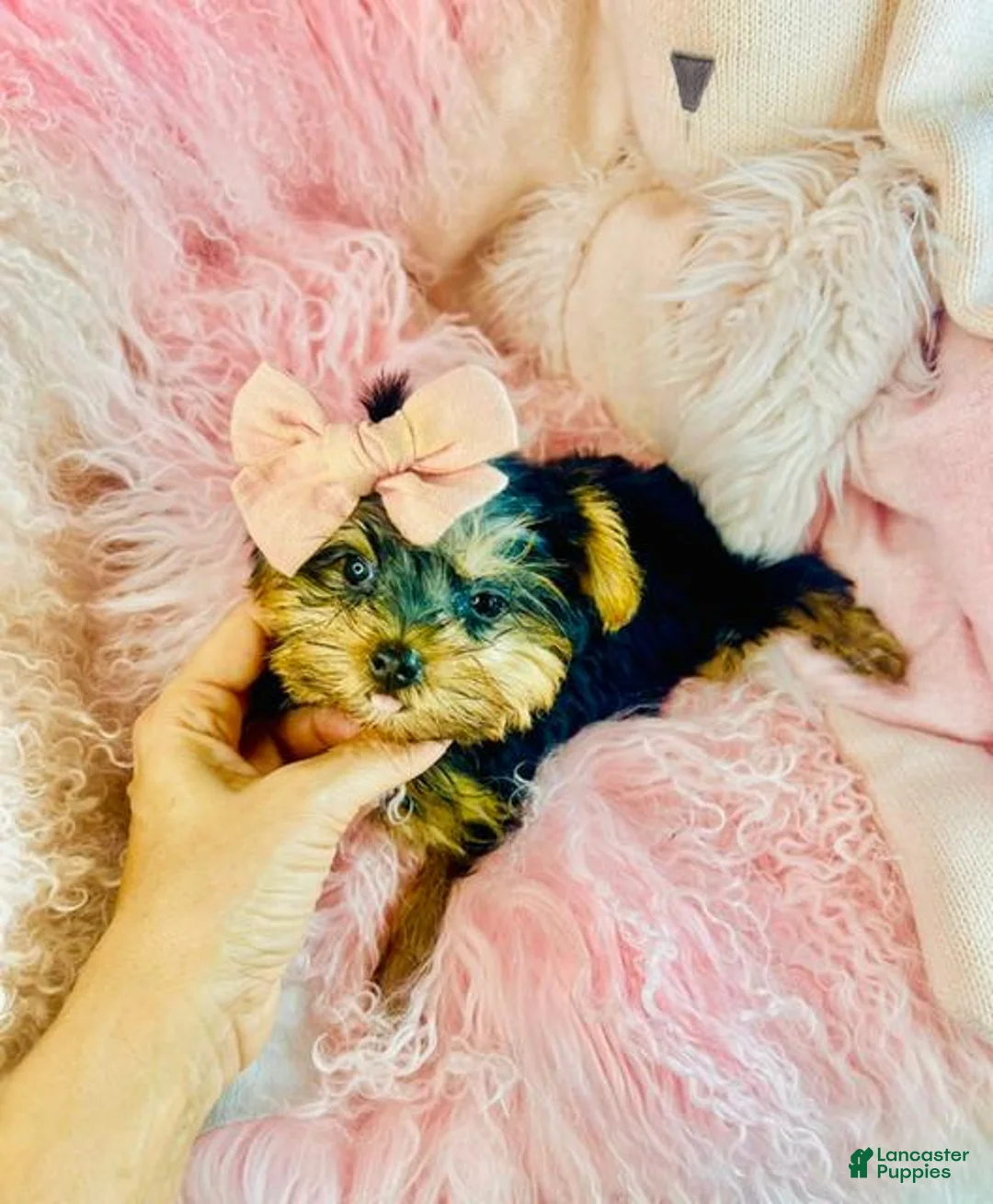 Yorkshire Terrier dogs for sale: Teacup/Pocketbook Yorkshire Terrier  - Ad 2