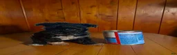 Pomapoo dogs for sale: Teacup - Ad 4