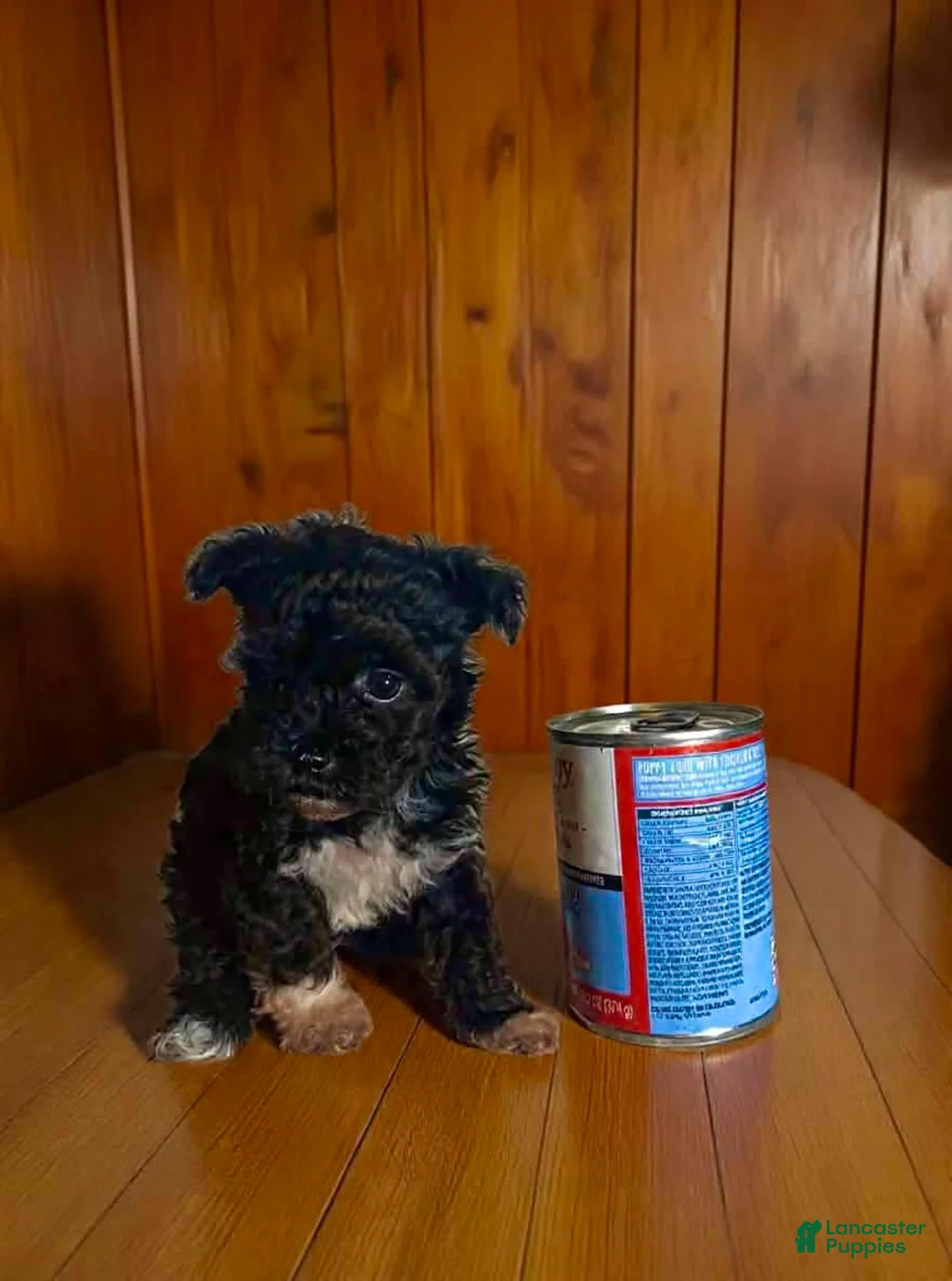 Pomapoo dogs for sale: Teacup - Ad 4