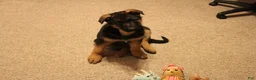 German Shepherd dogs for sale: German Shepherd Puppy 1 - Ad 3