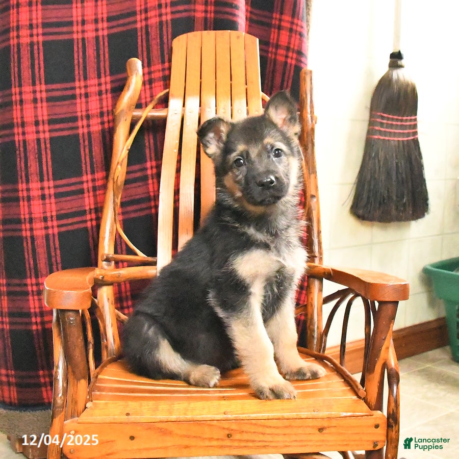 German Shepherd dogs Paisley - Ad 40