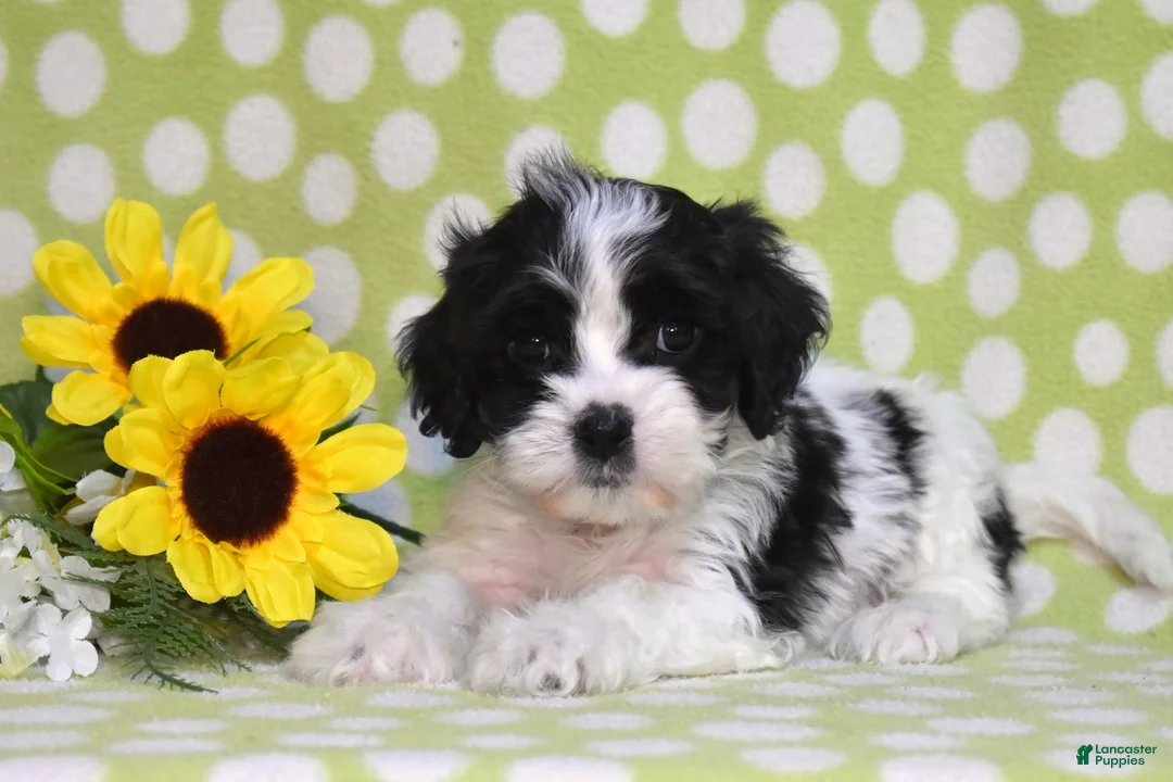 Cavachon dogs for sale: Thumper - Ad 2