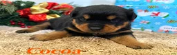 Rottweiler dogs for sale: Cocoa - Ad 6