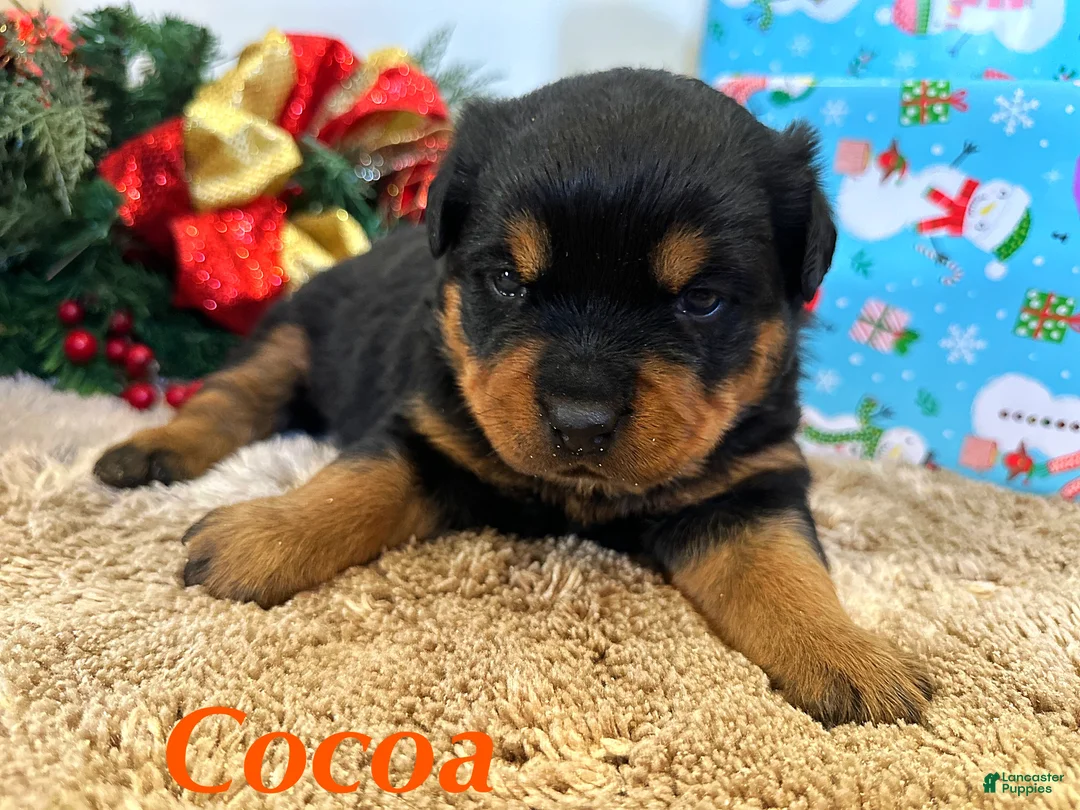 Rottweiler dogs for sale: Cocoa - Ad 6