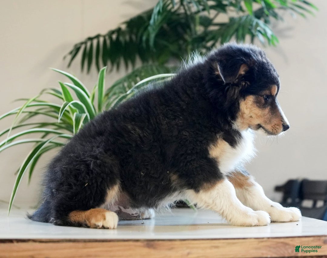 Australian Shepherd dogs for sale: Sarge - Ad 3