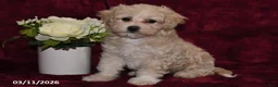 Maltipoo dogs for sale: Oddie - Ad 3