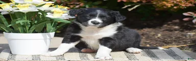 Della