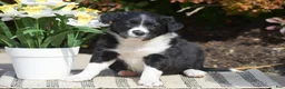 Border Collie dogs for sale: Della - Ad 1