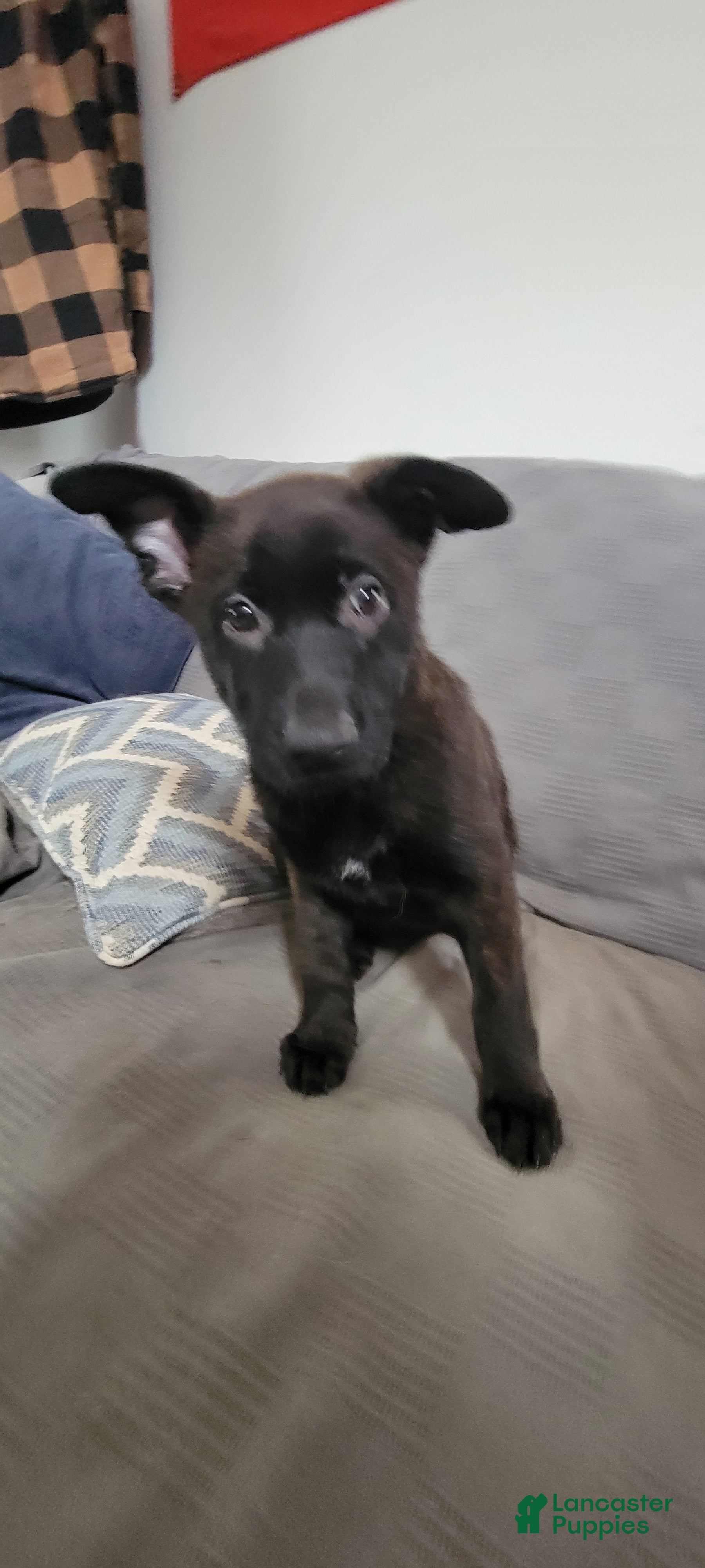 Mixed Breed dogs Mixed Breed Puppy 5 - Ad 39