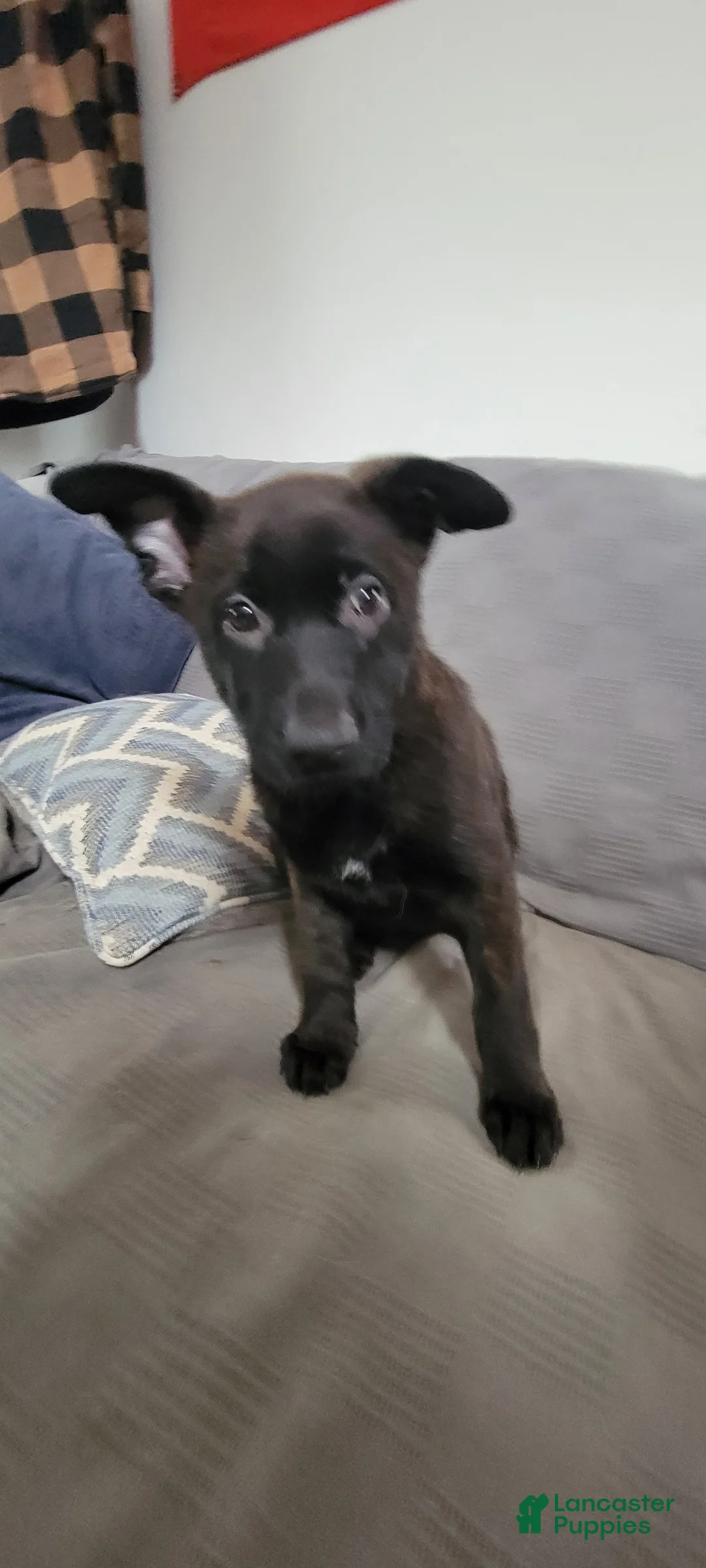 Mixed Breed dogs for sale: Mixed Breed Puppy 5 - Ad 1