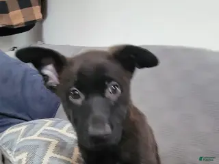 Mixed Breed dogs Mixed Breed Puppy 5 - Ad 39