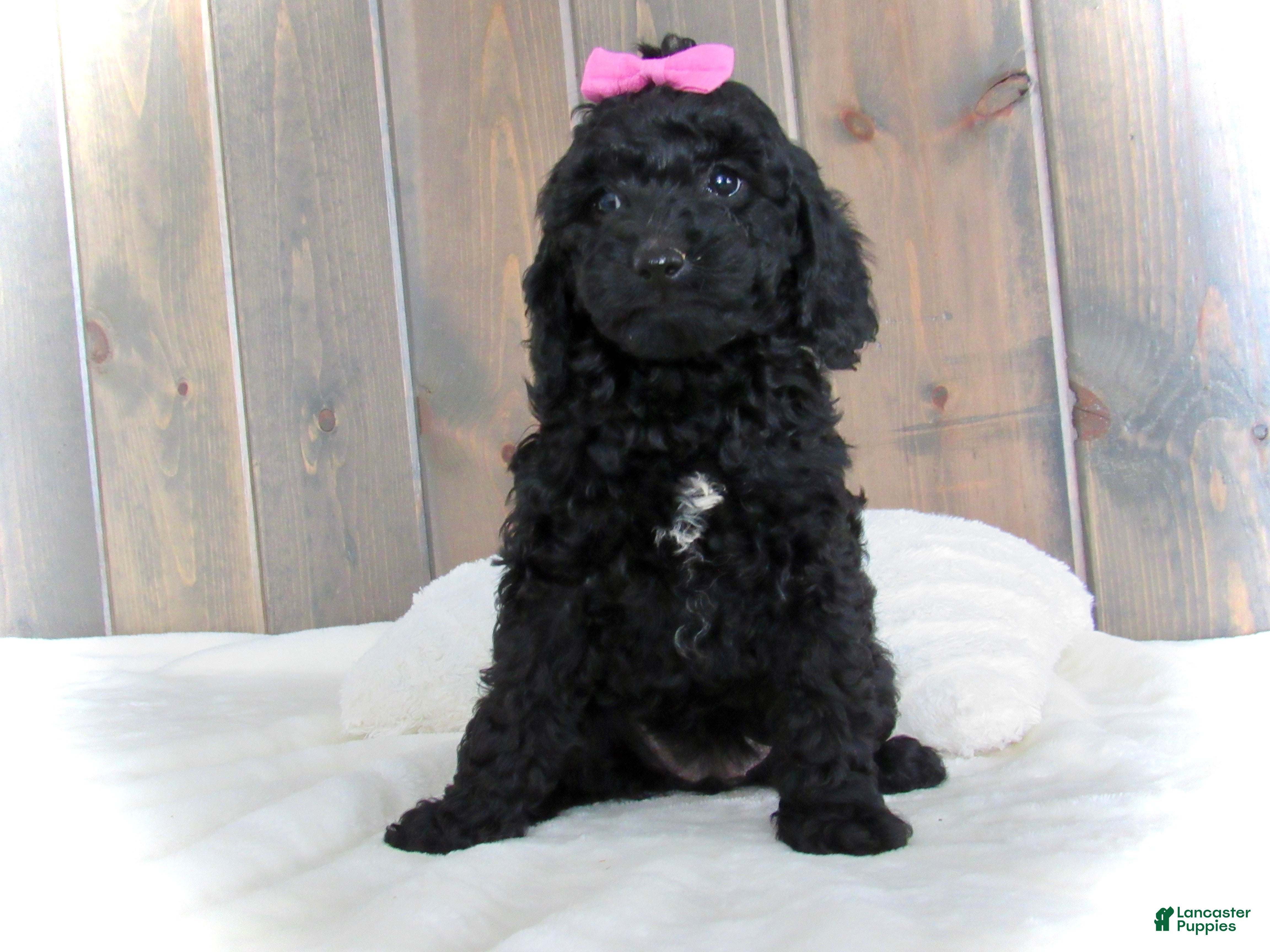 Mini Goldendoodle dogs Abby - Ad 30