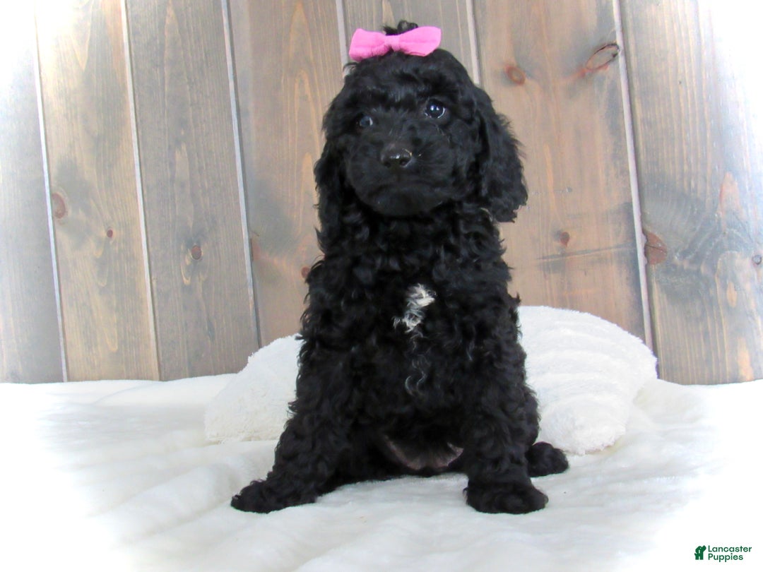 Mini Goldendoodle dogs for sale: Abby - Ad 1