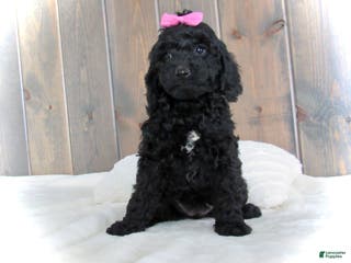 Mini Goldendoodle dogs Abby - Ad 38