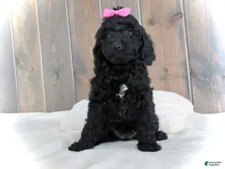 Mini Goldendoodle dogs Abby - Ad 27