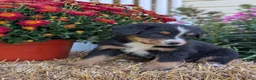 Bernese Mountain Dog dogs for sale: Bernese Mountain Dog 4 - Ad 1