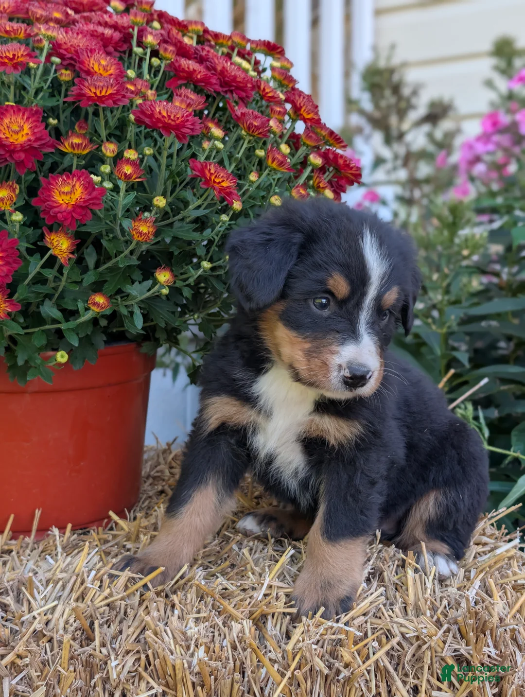 Bernese Mountain Dog dogs for sale: Bernese Mountain Dog 4 - Ad 1