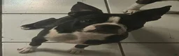 Boston Terrier dogs for sale: Boston Terrier 2 - Ad 2