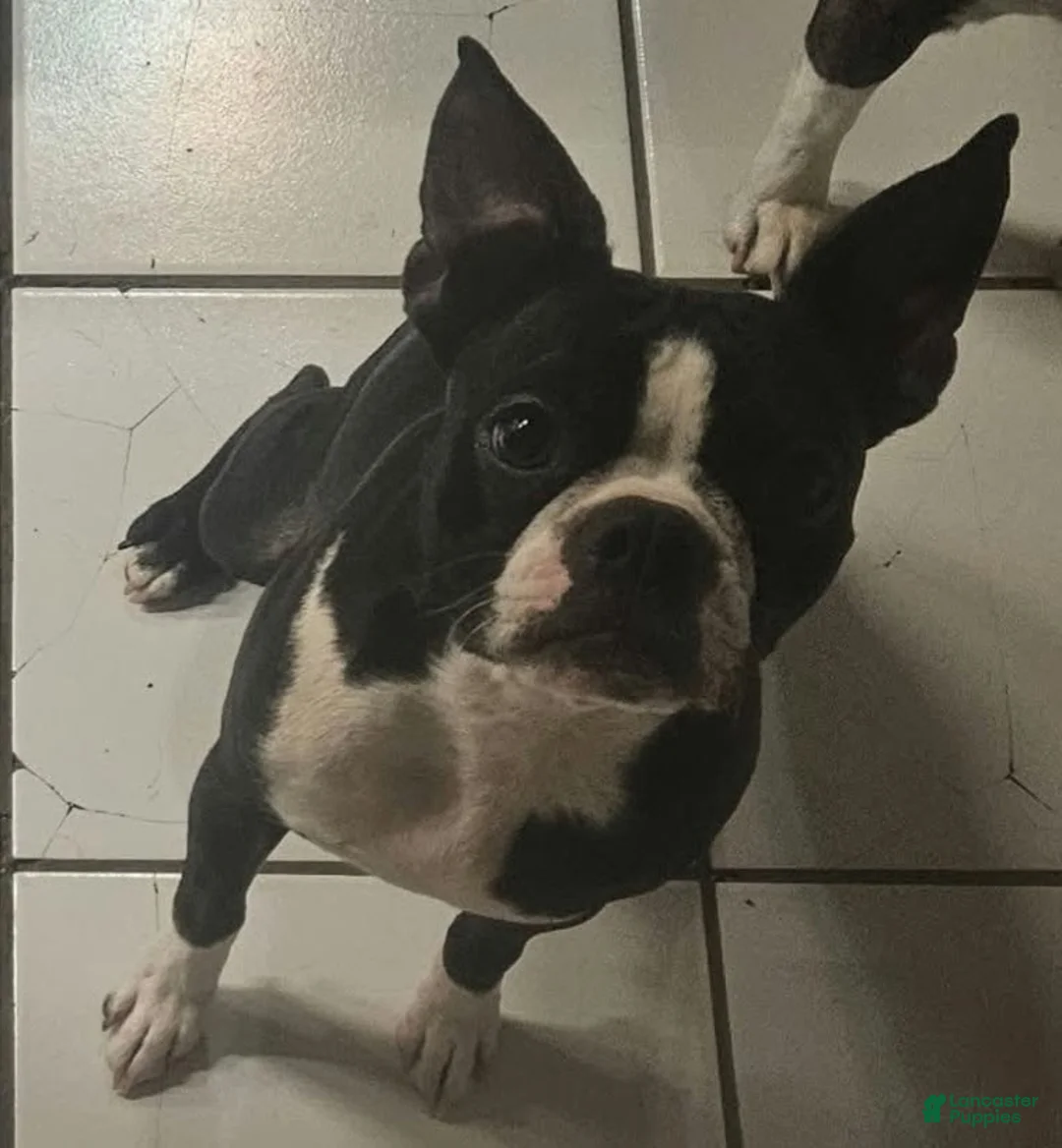 Boston Terrier dogs for sale: Boston Terrier 2 - Ad 2
