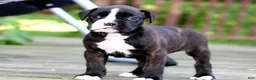 Boxer dogs for sale: Lilac  - Ad 3