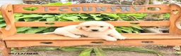 Golden Retriever dogs for sale: Doris - Ad 4