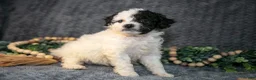 Mini Bernedoodle dogs for sale: Daisy - Ad 3