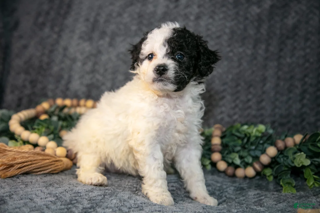 Mini Bernedoodle dogs for sale: Daisy - Ad 3