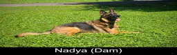 German Shepherd dogs for sale: Chopper - Ad 3