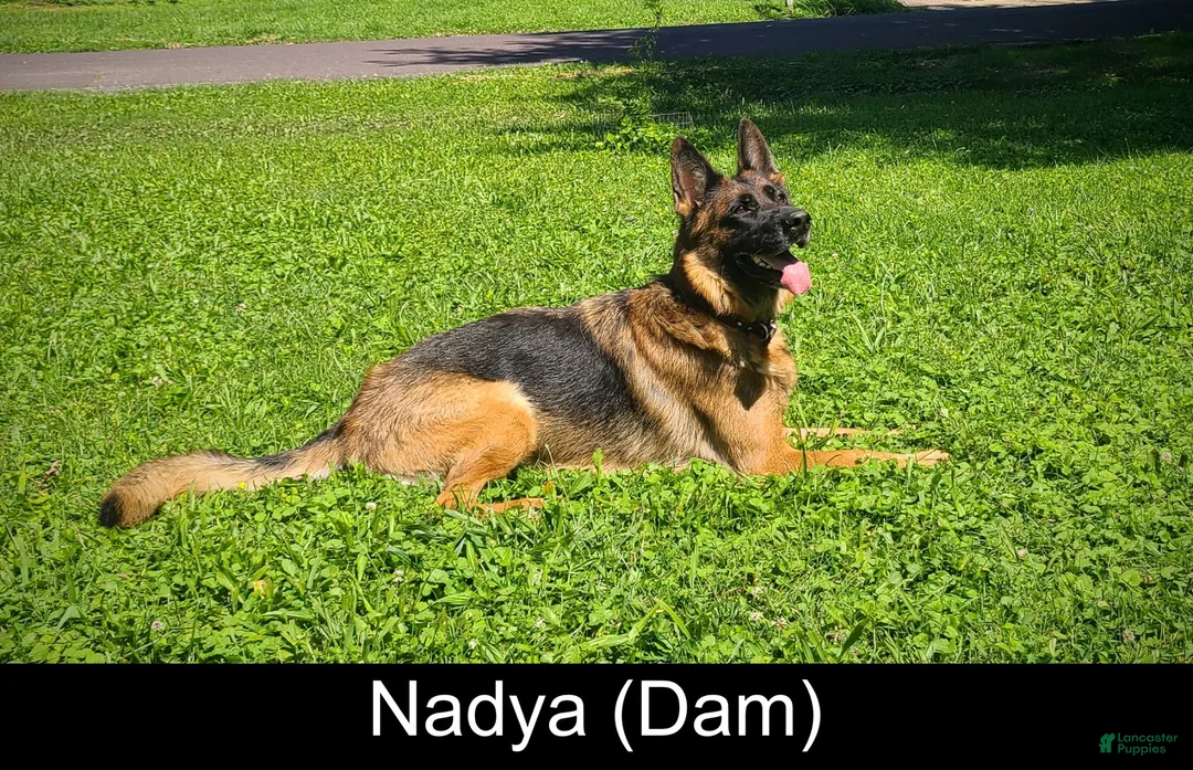 German Shepherd dogs for sale: Chopper - Ad 3