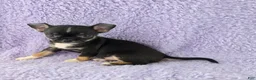 Chihuahua dogs for sale: AKC Charlotte - Ad 9