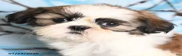 Shih Tzu dogs for sale: Coati - Ad 5