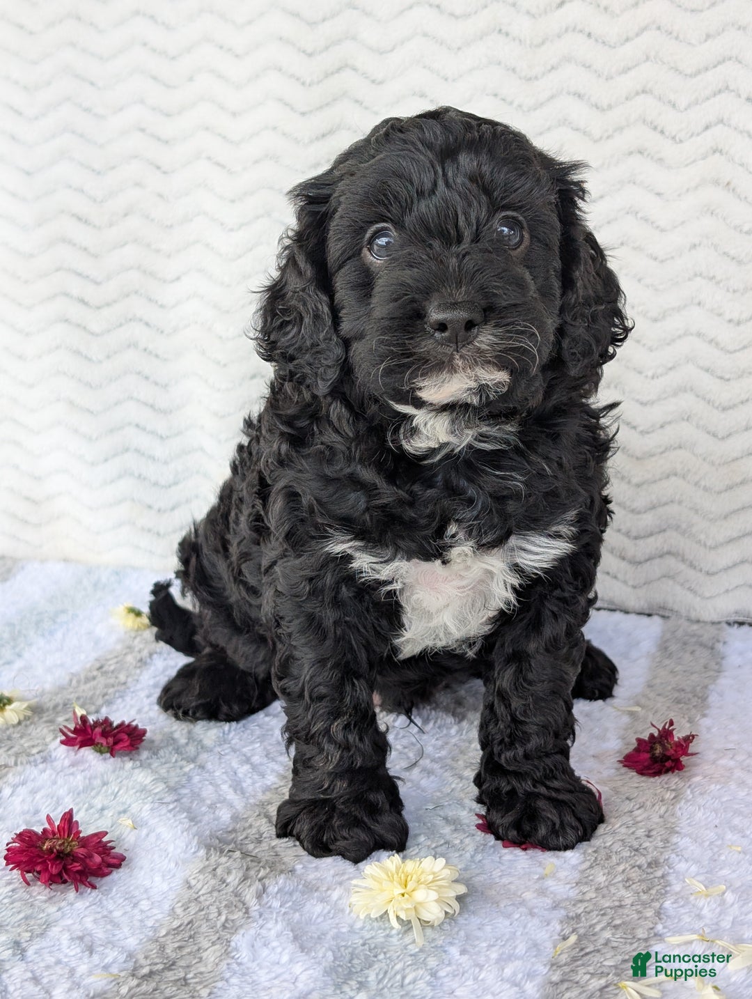 Cavapoo dogs for sale: Bodie - Ad 9