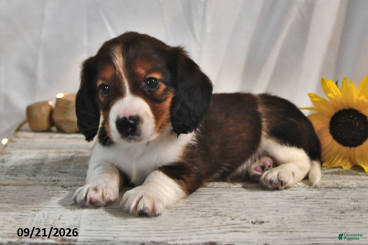 Miniature Dachshund dogs Macchiato - Ad 1