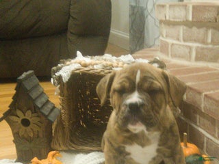 Mixed Breed dogs Buster - Ad 21