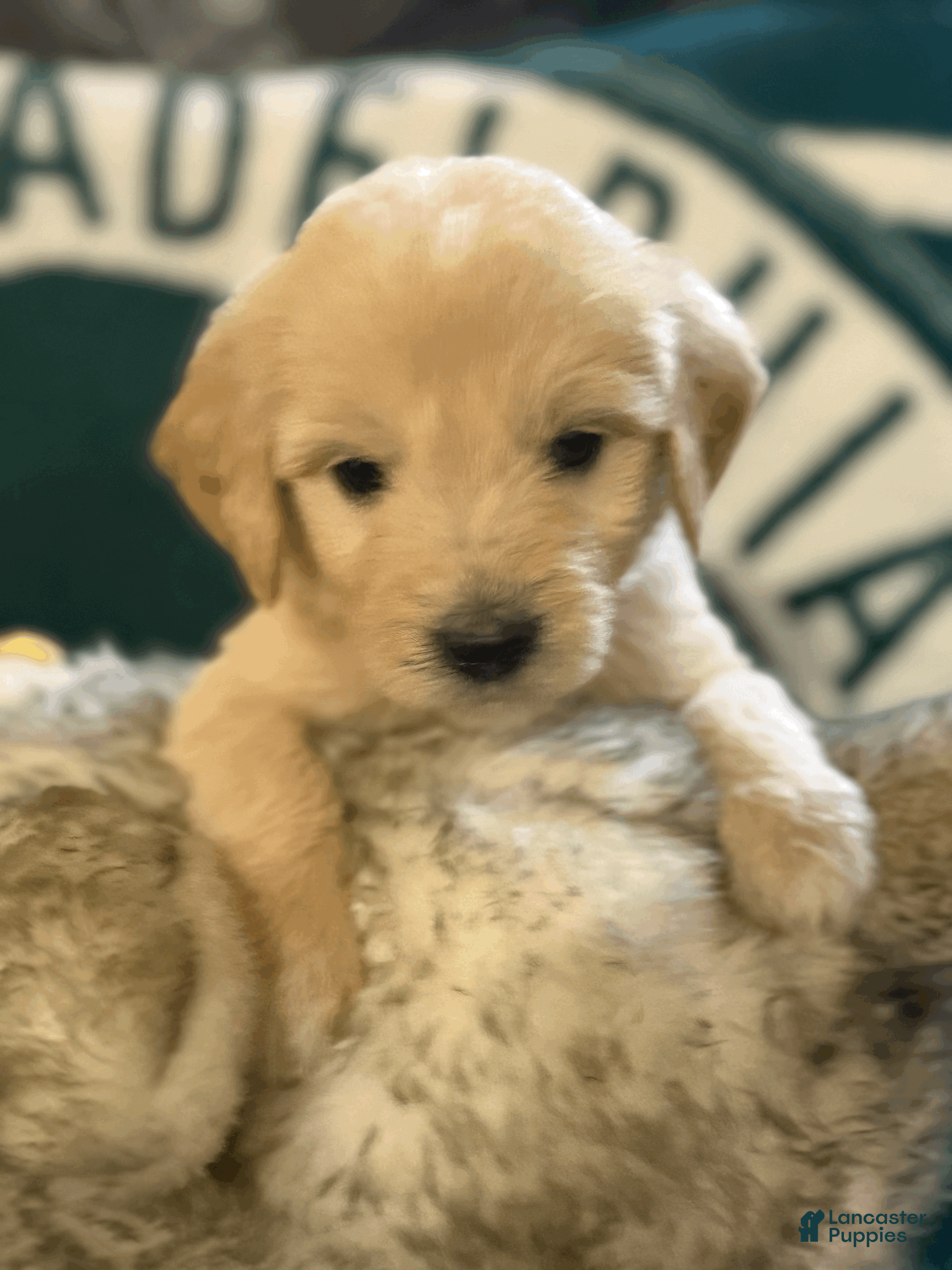 Goldendoodle Puppies for sale in New Jersey Lancaster Puppies