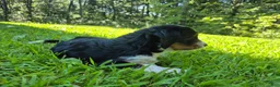 Bernedoodle dogs for sale: Macy  - Ad 3