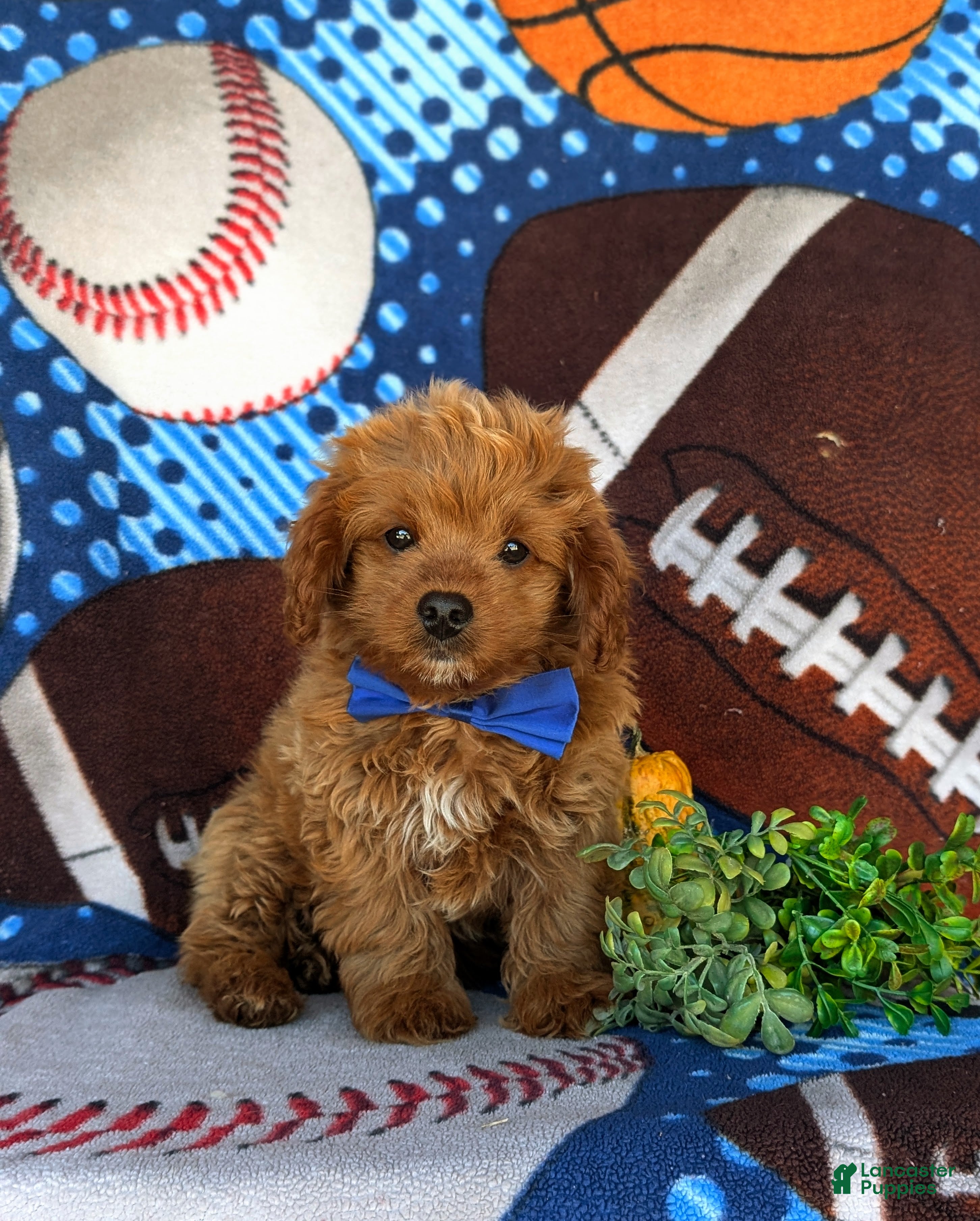 Cavapoo dogs for sale: Dale Hypoallergenic - Ad 2