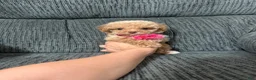 Toy Poodle dogs for sale: Toy Poodle 1 - Ad 4
