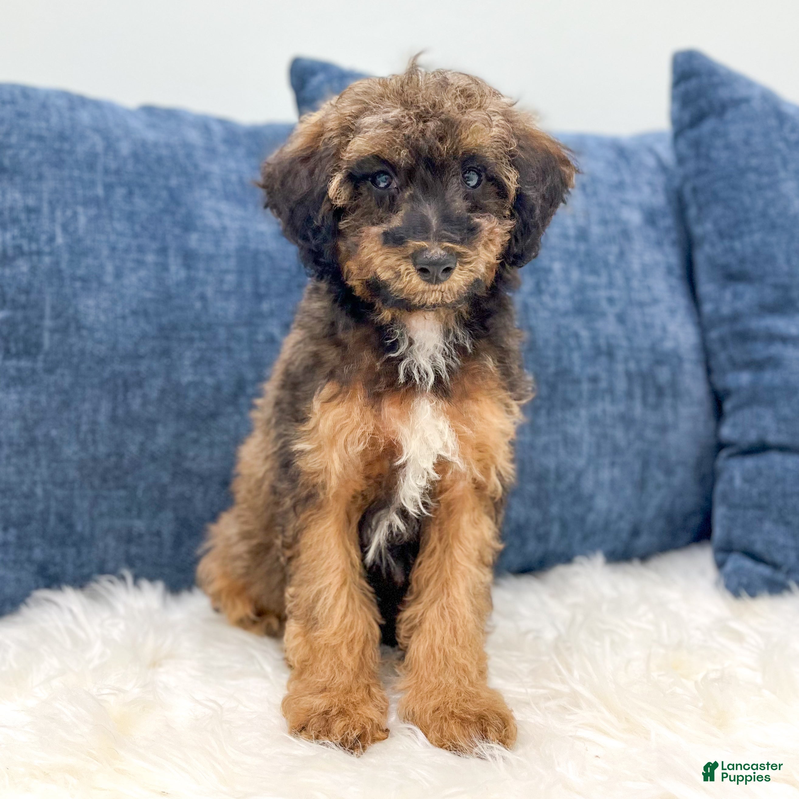 Miniature Poodle dogs Snoopy - Ad 1
