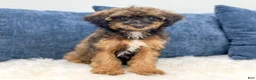 Miniature Poodle dogs for sale: Snoopy - Ad 1