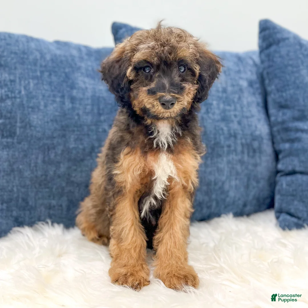 Miniature Poodle dogs for sale: Snoopy - Ad 1