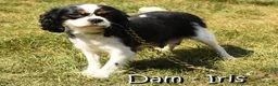 Cavalier King Charles Spaniel dogs for sale: Quinton - Ad 10