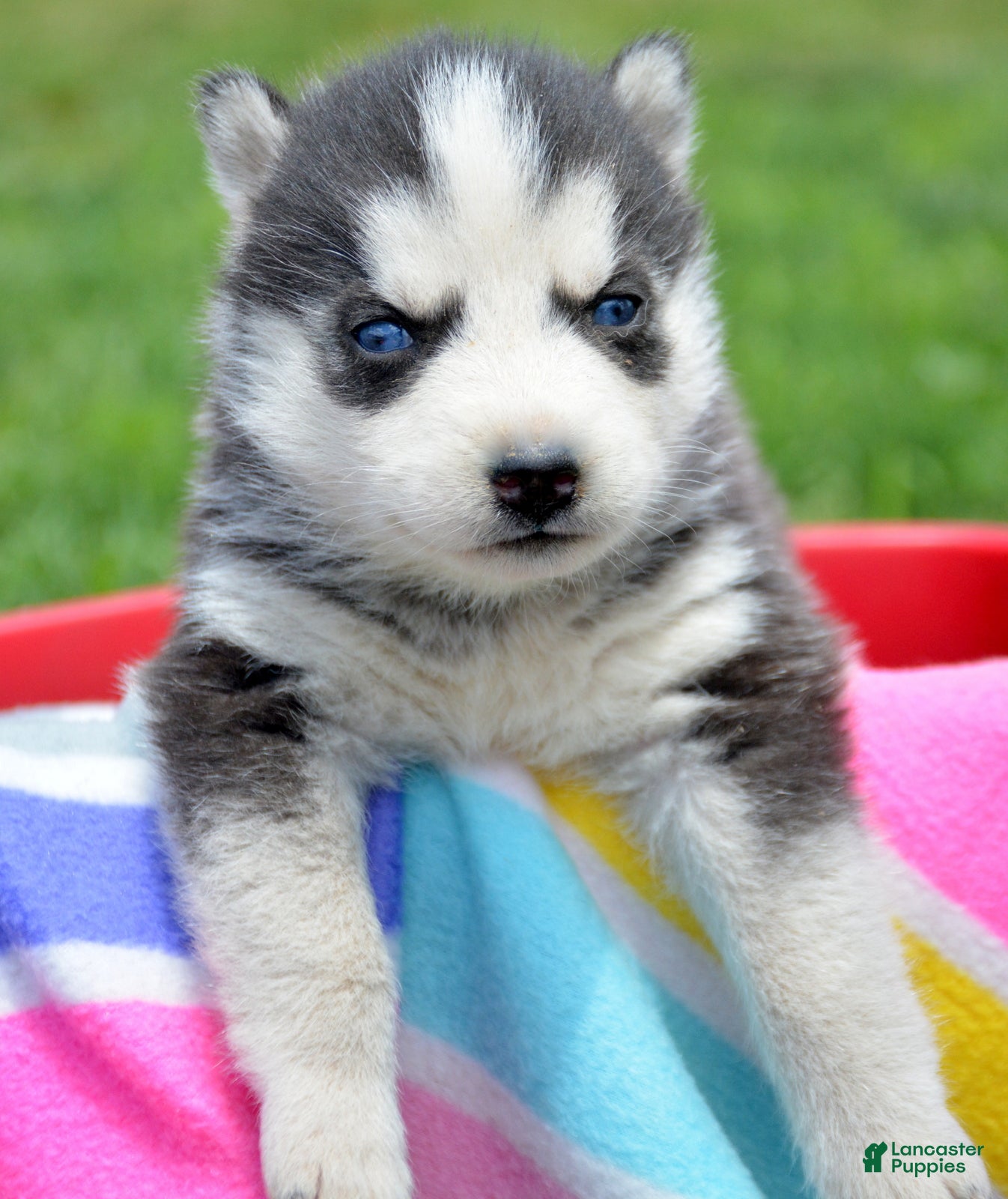 Siberian Husky dogs Halie Siberian Husky F - Ad 34
